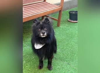 Casper SR, sein Name ist Programm