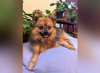 Der fröhliche Oliver – kleiner Spitzmann sucht sein Zuhause  Der fröhliche Oliver – kleiner Spitzmann sucht sein Zuhause