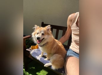 Wanda SR – Kleine Spitz-Prinzessin sucht liebevolles Zuhause
