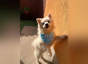 Stanley, sehr lieber und freundlicher Kleinspitz, geb. 10/2016