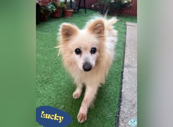 Lucky SR, freundlich, ruhig, entspannt