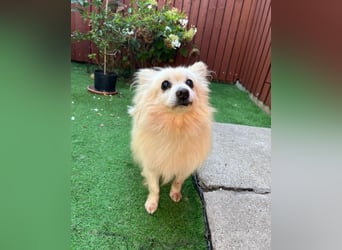 Lucky SR, freundlich, ruhig, entspannt