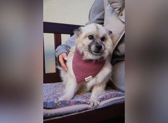 Grace - still und schüchtern