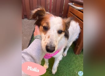 Malia - freundlich, verspielt