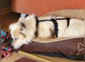 Panni – besondere Hündin sucht besonderen Platz 
