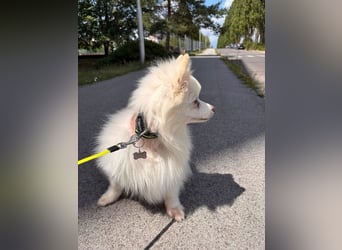 TINA - die unkomplizierte kleine Hündin träumt von einem liebevollen Für-Immer Zuhause!