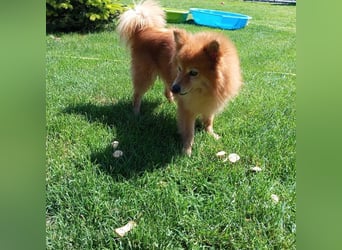 LEILANA - die liebe und ruhige Hündin wünscht sich Menschen mit viel Zeit