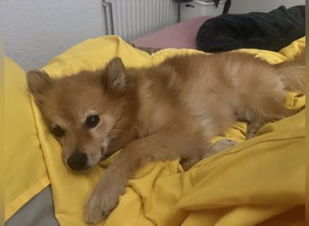 LEILANA - die liebe und ruhige Hündin wünscht sich Menschen mit viel Zeit