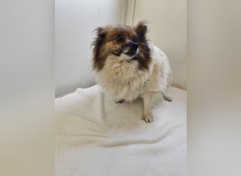 WALLI - die kleine Hündin ist noch zurückhaltend und sucht ein Zuhause bei geduldigen Menschen!