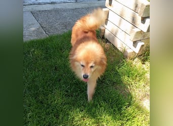 LEILANA - die liebe und ruhige Hündin wünscht sich Menschen mit viel Zeit