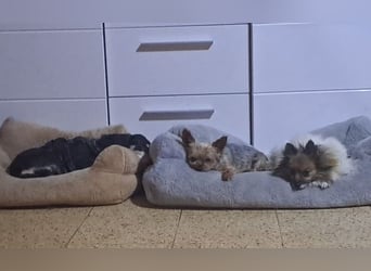 WALLI - die kleine Maus ist noch zurückhaltend und vorsichtig und wünscht sich Menschen mit Geduld