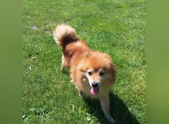 LEILANA - die liebe und ruhige Hündin wünscht sich Menschen mit viel Zeit