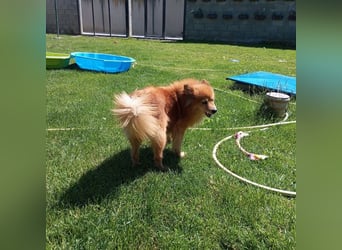 LEILANA - die liebe und ruhige Hündin wünscht sich Menschen mit viel Zeit