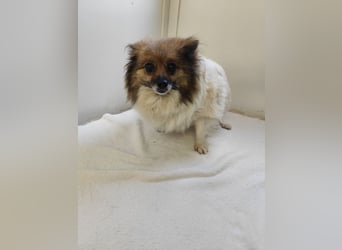 WALLI - die kleine Hündin ist noch zurückhaltend und sucht ein Zuhause bei geduldigen Menschen!
