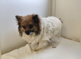 WALLI - die kleine Hündin ist noch zurückhaltend und sucht ein Zuhause bei geduldigen Menschen!