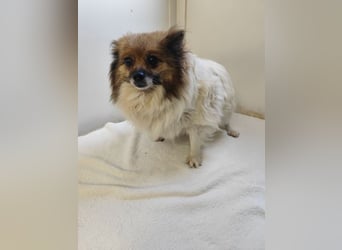WALLI - die kleine Hündin ist noch zurückhaltend und sucht ein Zuhause bei geduldigen Menschen!