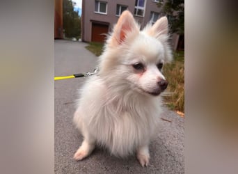 TINA - die unkomplizierte kleine Hündin träumt von einem liebevollen Für-Immer Zuhause!