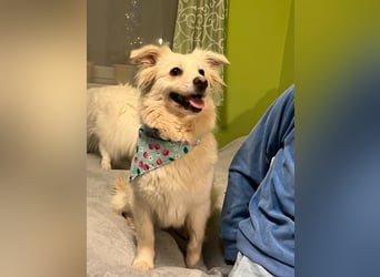 Eevee, schlaues und freundliches Spitz-Mix-Mädchen, geb. 01/2025