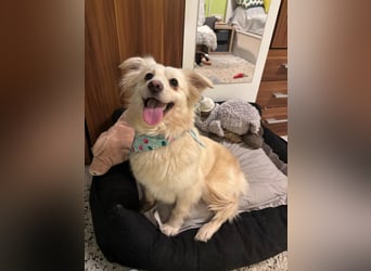 Eevee, schlaues und freundliches Spitz-Mix-Mädchen, geb. 01/2025