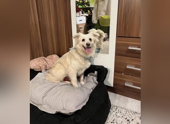 Eevee, schlaues und freundliches Spitz-Mix-Mädchen, geb. 01/2025