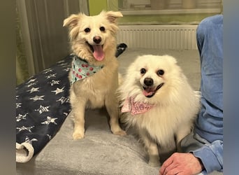 Eevee, schlaues und freundliches Spitz-Mix-Mädchen, geb. 01/2025