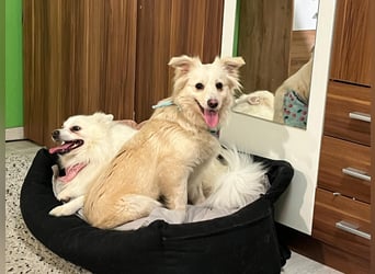 Eevee, schlaues und freundliches Spitz-Mix-Mädchen, geb. 01/2025