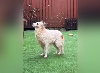 Kurt, lieber, verspielter Spitzmischling geb. 2018