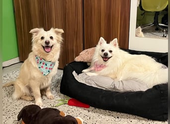 Eevee, schlaues und freundliches Spitz-Mix-Mädchen, geb. 01/2025