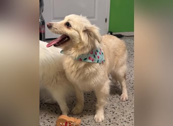 Eevee, schlaues und freundliches Spitz-Mix-Mädchen, geb. 01/2025