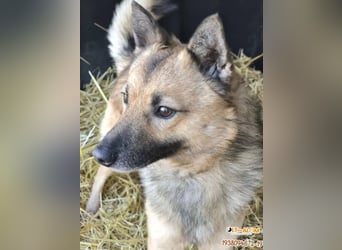 Benji kleiner Spitzmischling mit großem Herz und klugem Kopf