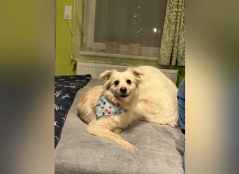 Eevee, schlaues und freundliches Spitz-Mix-Mädchen, geb. 01/2025