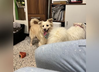 Eevee, schlaues und freundliches Spitz-Mix-Mädchen, geb. 01/2025