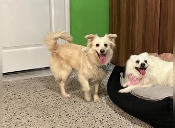 Eevee, schlaues und freundliches Spitz-Mix-Mädchen, geb. 01/2025