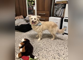 Eevee, schlaues und freundliches Spitz-Mix-Mädchen, geb. 01/2025