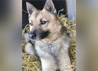 Benji kleiner Spitzmischling mit großem Herz und klugem Kopf