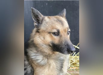 Benji kleiner Spitzmischling mit großem Herz und klugem Kopf