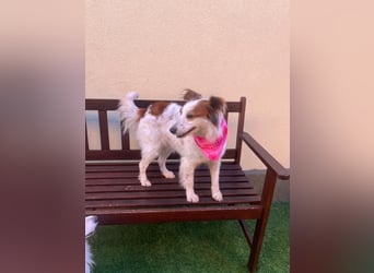 Malia - freundlich, verspielt