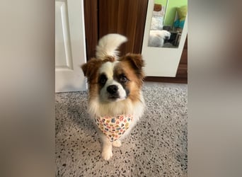 Bodo SR - freundlich, neugierig