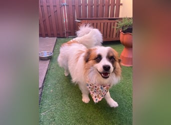 Bodo SR - freundlich, neugierig