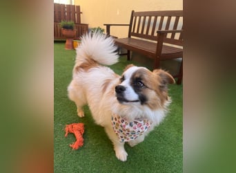 Bodo SR - freundlich, neugierig