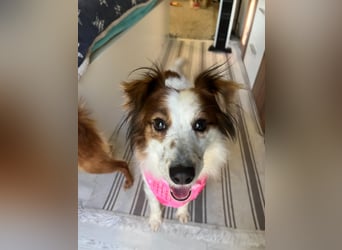 Malia - freundlich, verspielt