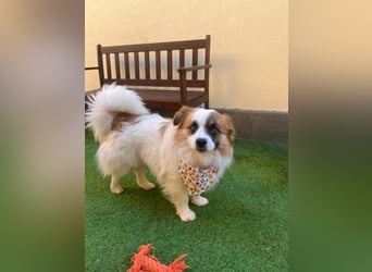 Bodo SR - freundlich, neugierig