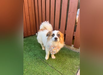 Bodo SR - freundlich, neugierig