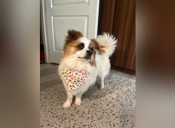 Bodo SR - freundlich, neugierig