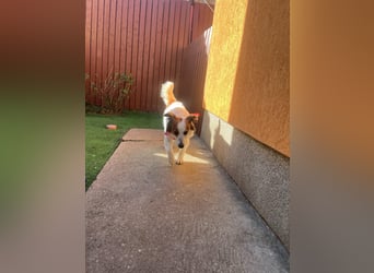 Malia - freundlich, verspielt