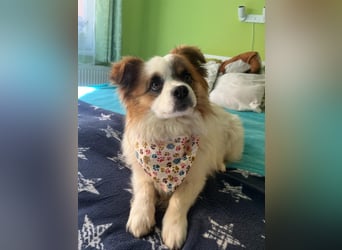 Bodo SR - freundlich, neugierig