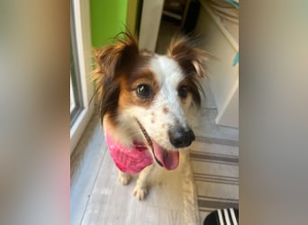 Malia - freundlich, verspielt