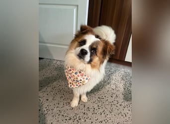 Bodo SR - freundlich, neugierig