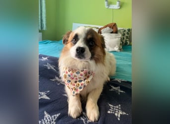 Bodo SR - freundlich, neugierig