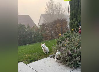 Maeve sucht ein liebevolles Zuhause